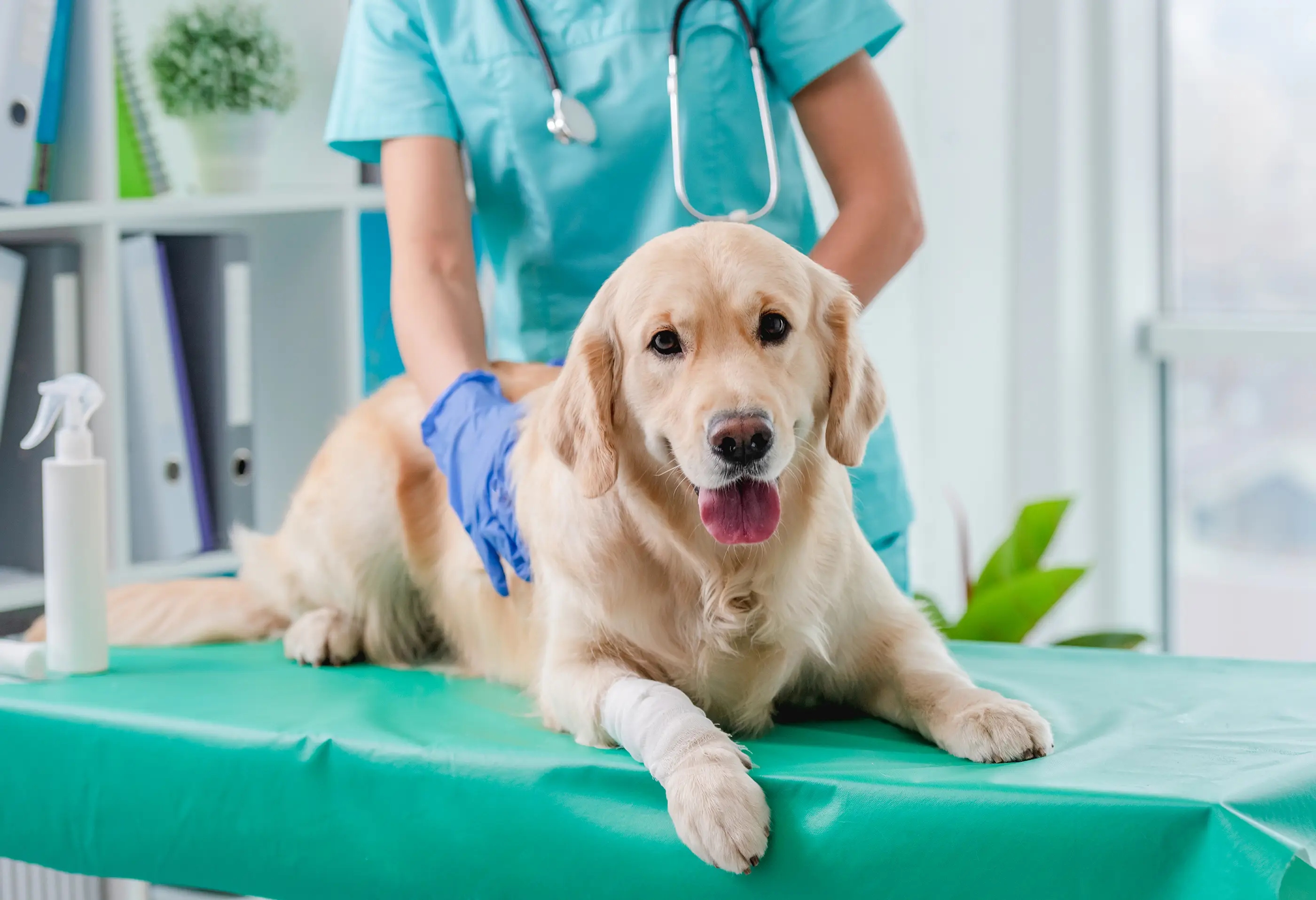 dog at the vet
