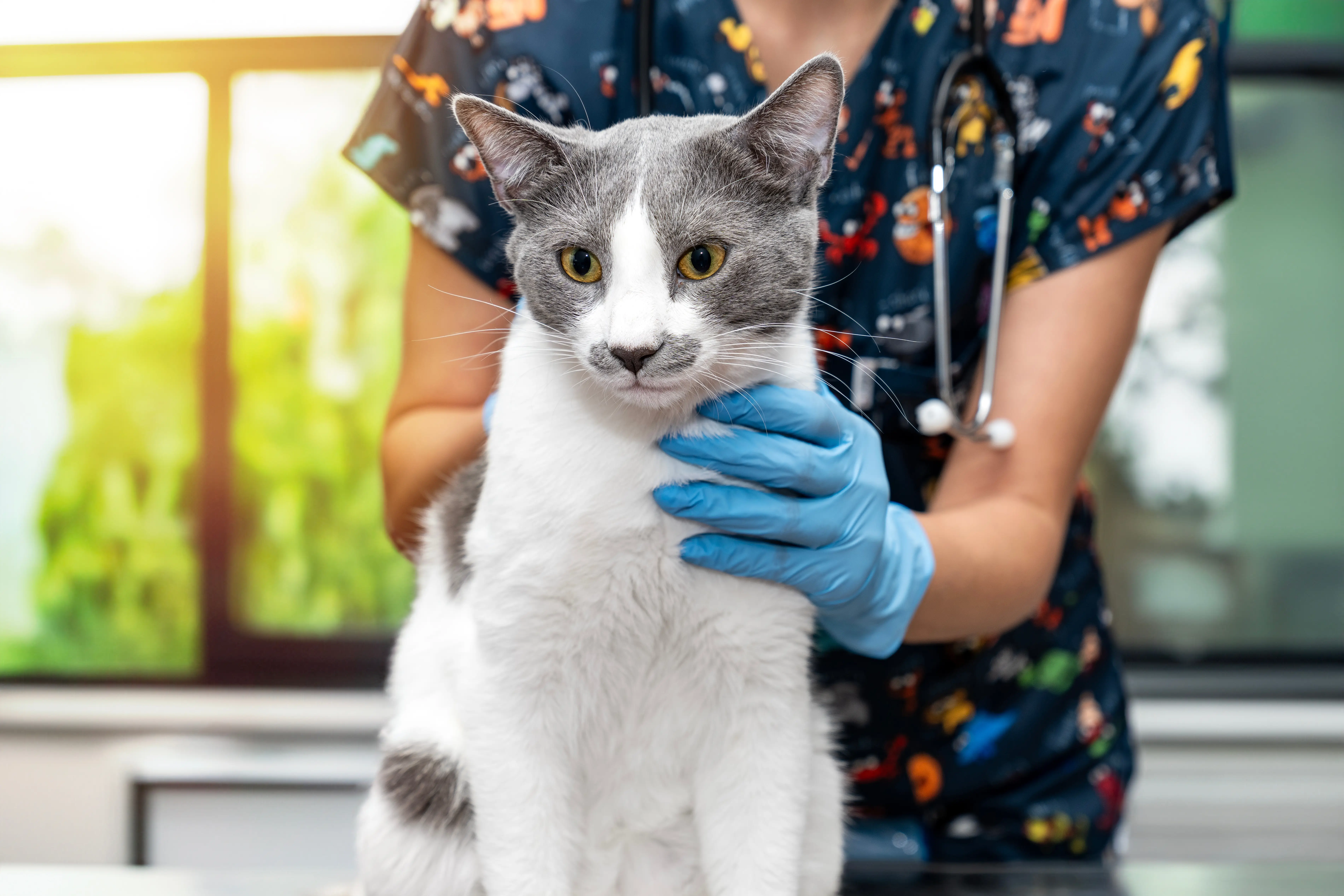 cat at the vet