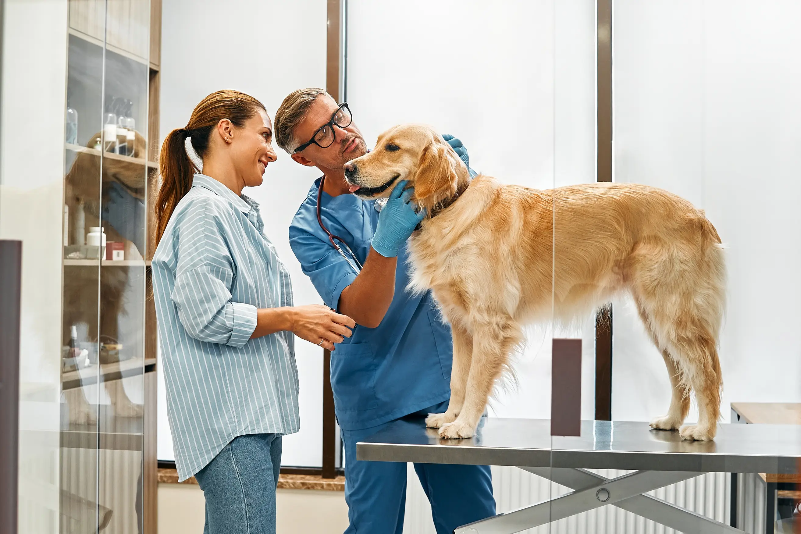 golden retriever at the vet