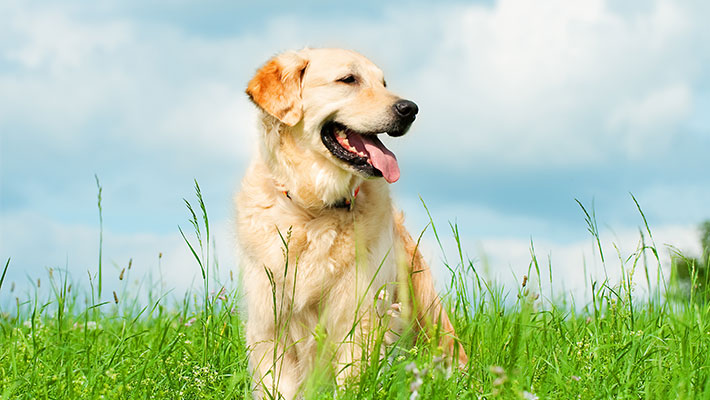 UniSalute DoctorPet
